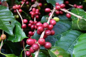Thailand Coffee Nature