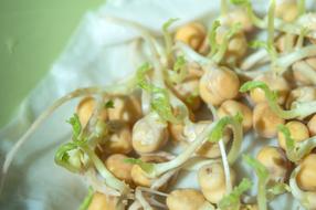 Chick-Pea Sprouts Sprouting