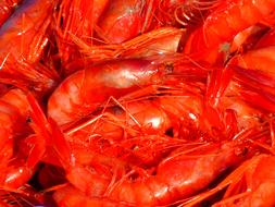 Scampi Sea Eat