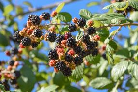 Fruit Nature Tree