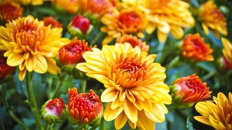 Mums Fall Foliage Floral