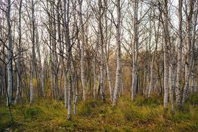 Forest Trees Nature