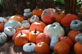 Halloween Pumpkins at Fall