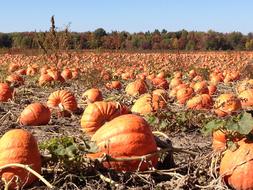 Pumpkins Field Autumn