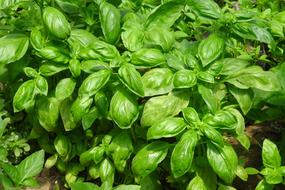 Basil Herb Organic