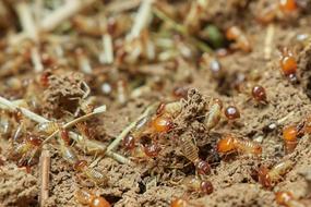 Termites Nature Food
