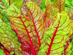 Chard Beta Vulgaris Amaranthaceae