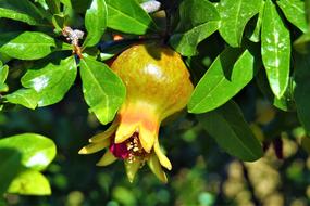 Pomegranate Fruit Nature