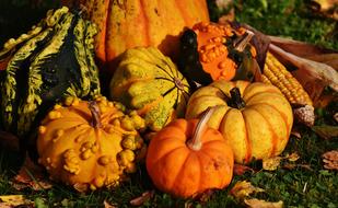 Pumpkins Decorative Squashes