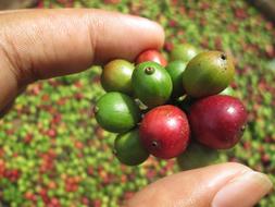Coffee Bean Young