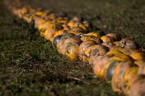 Nature Autumn Food