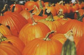 Pumpkins Orange Autumn harvest