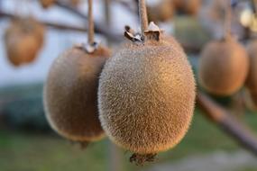 Kiwi Fruit