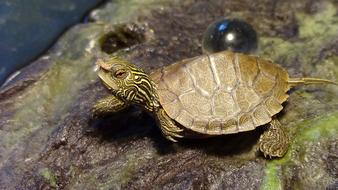 Small Turtle With Food