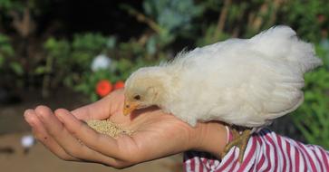 Cute Chicken Eat