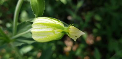 Leaf Plant Nature