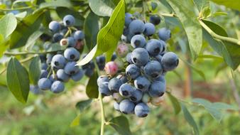 Blueberry Summer Fruit