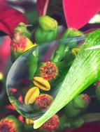 Vegetation Water Drop Of