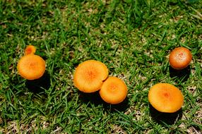 Nature Fungus Autumn