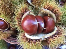 Chestnut Autumn Fruits