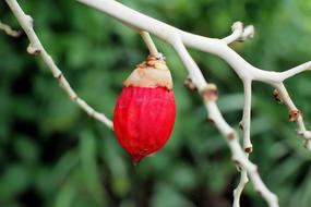 Fruit Plant Nature