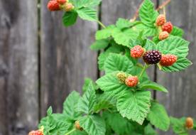 Berries Boysenberry Nature