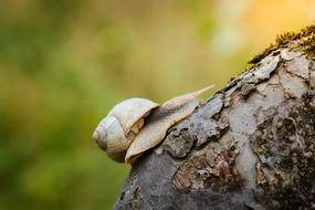 Snail Creeps Closeup