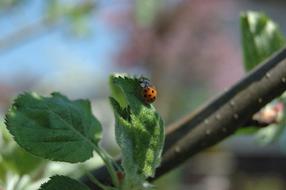 Leaf Nature Plant Close