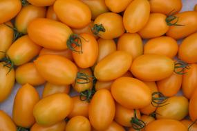 Roma Tomatoes harvest