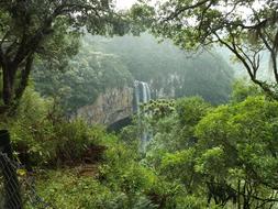 Forest Waterfall Trees