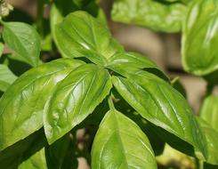 Basil Culinary Herb