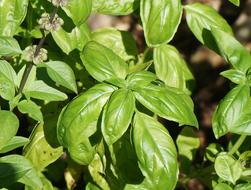 Basil Culinary Herb