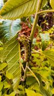 Leaf Nature Plant