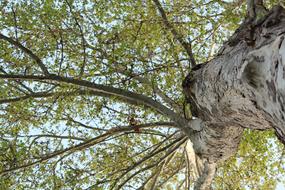 Tree Nature Wood