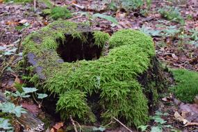Tree Stump Moss Log