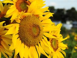Flower Sunflower Yellow