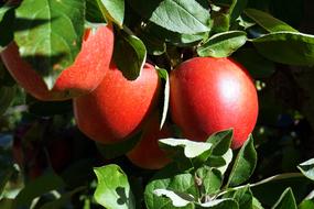 Fruit Leaf Food