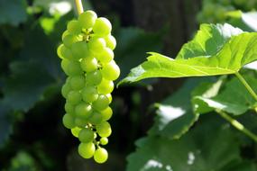 Grapes Fruit Nature