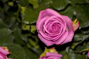 purple flower and green leaves