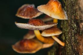 Mushroom Nature Food macro