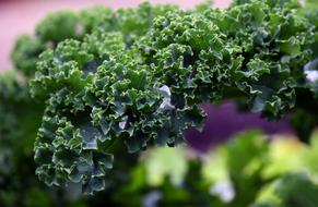 Kale Frost Vegetables Winter