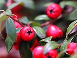 Natural red Berries