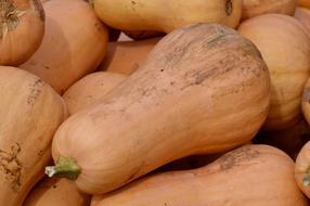 Orange Pumpkin Fruit harvest