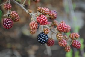 Nature Fruit Food