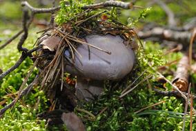 Mushrooms Forest Nature