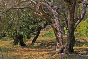 Olive Trees Old Tree