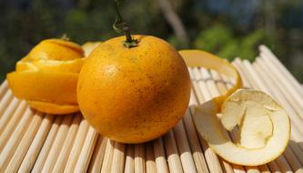 Food Cam Vinh Fruits