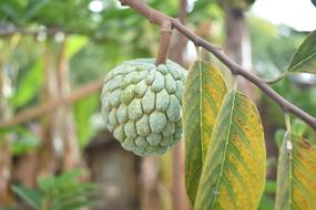 Sugar Apple Fruit Raw