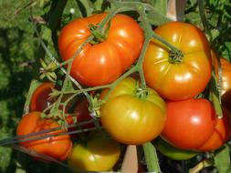 Tomatoes Vegetable Garden