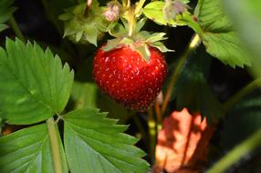 Strawberry Morning Berry